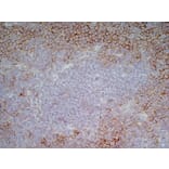 Immunohistochemistry - Anti-CD43 Antibody [DFT-1] (A280250) - Antibodies.com
