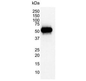 Western Blot - Anti-p53 Antibody [DO-1] (A280264) - Antibodies.com