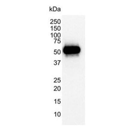 Western Blot - Anti-p53 Antibody [DO-1] (A280264) - Antibodies.com