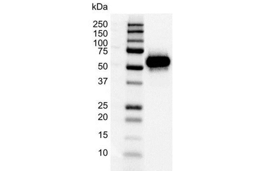 Western Blot - Anti-p53 Antibody [DO-1] (A280264) - Antibodies.com