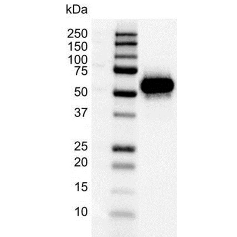 Western Blot - Anti-p53 Antibody [DO-1] (A280264) - Antibodies.com