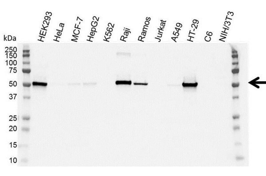 Western Blot - Anti-p53 Antibody [DO-1] (A280264) - Antibodies.com