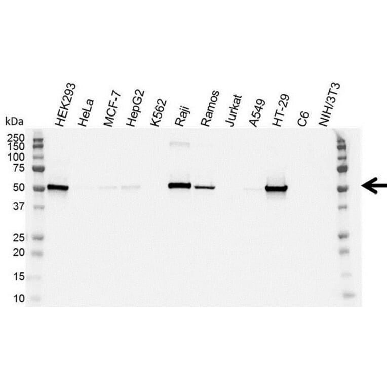 Western Blot - Anti-p53 Antibody [DO-1] (A280264) - Antibodies.com