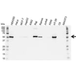 Western Blot - Anti-p53 Antibody [DO-1] (A280264) - Antibodies.com