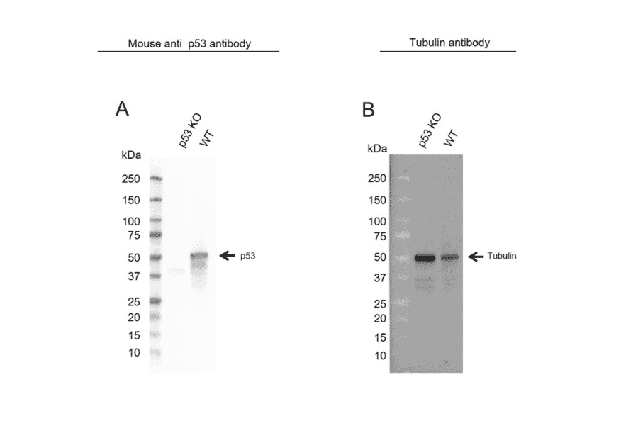 Western Blot - Anti-p53 Antibody [DO-1] (A280264) - Antibodies.com