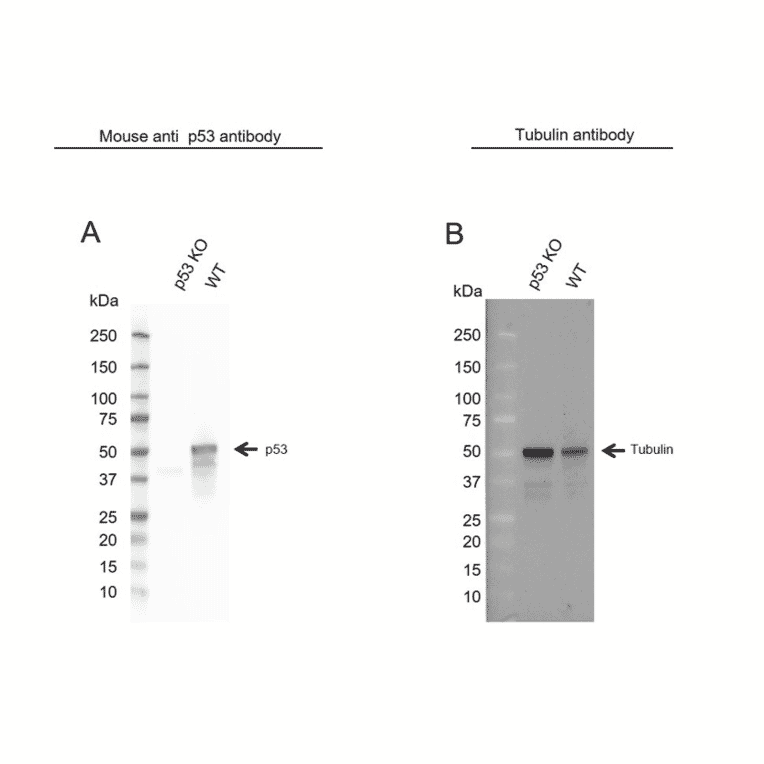 Western Blot - Anti-p53 Antibody [DO-1] (A280264) - Antibodies.com