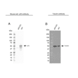 Western Blot - Anti-p53 Antibody [DO-1] (A280264) - Antibodies.com