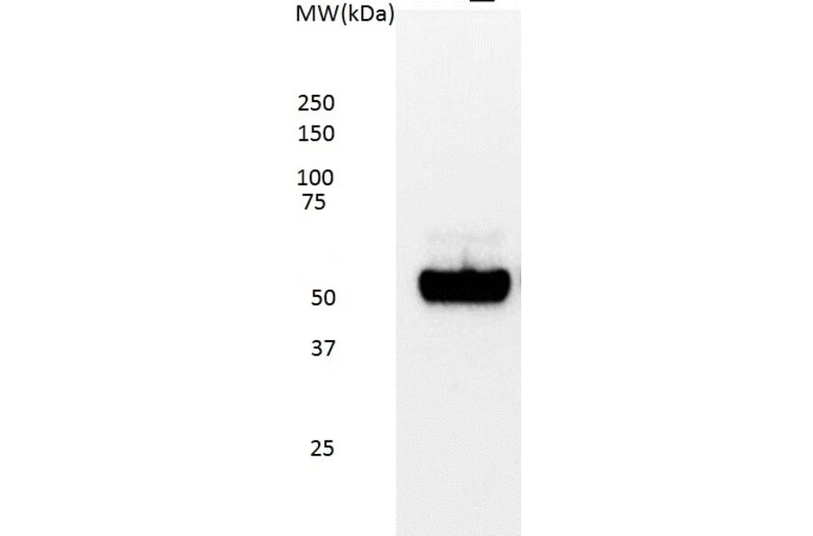 Western Blot - Anti-p53 Antibody [DO-7] (A280266) - Antibodies.com