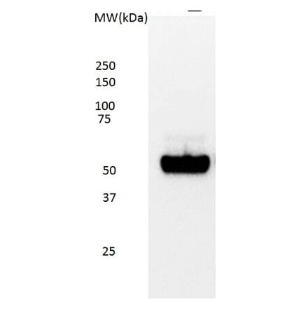 Western Blot - Anti-p53 Antibody [DO-7] (A280266) - Antibodies.com