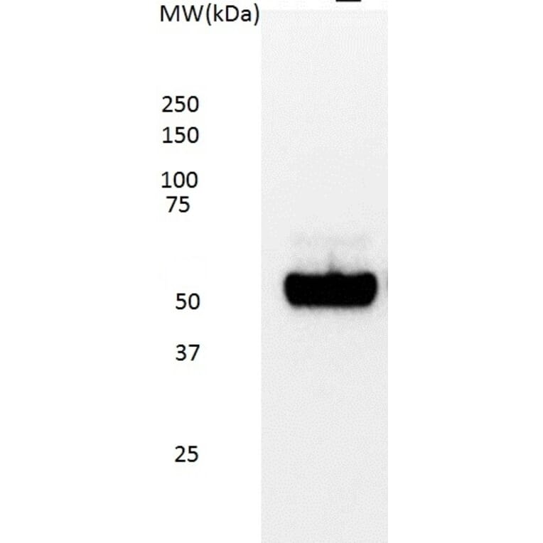Western Blot - Anti-p53 Antibody [DO-7] (A280266) - Antibodies.com