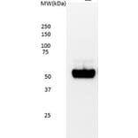 Western Blot - Anti-p53 Antibody [DO-7] (A280266) - Antibodies.com