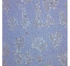 Flow Cytometry - Anti-CD68 Antibody [ED1] (A280320) - Antibodies.com