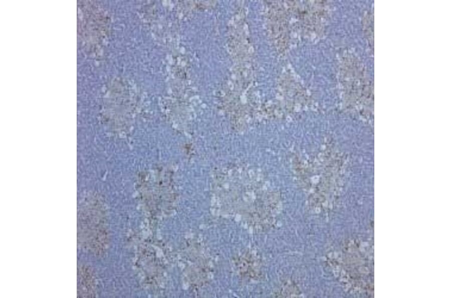 Flow Cytometry - Anti-CD68 Antibody [ED1] (A280320) - Antibodies.com