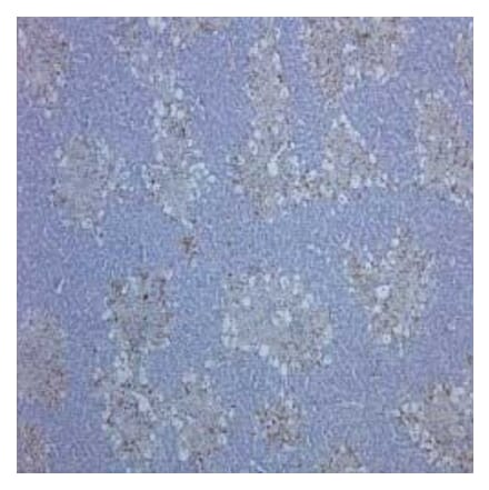 Flow Cytometry - Anti-CD68 Antibody [ED1] (A280320) - Antibodies.com