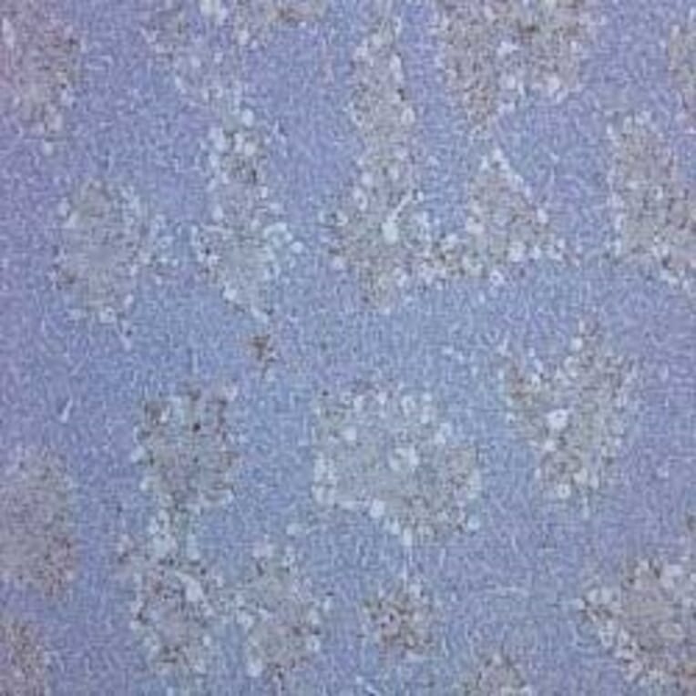 Flow Cytometry - Anti-CD68 Antibody [ED1] (A280320) - Antibodies.com