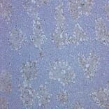 Flow Cytometry - Anti-CD68 Antibody [ED1] (A280320) - Antibodies.com
