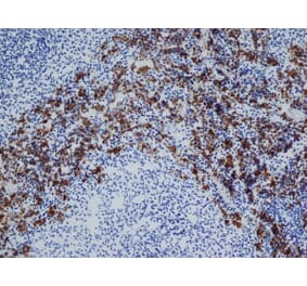 Immunohistochemistry - Anti-CD163 Antibody [ED2] (A280328) - Antibodies.com