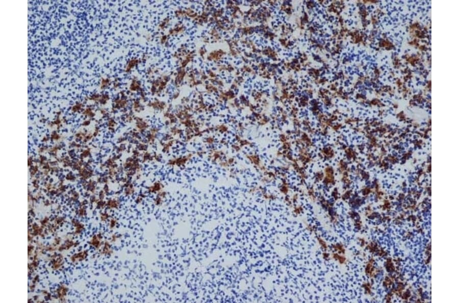 Immunohistochemistry - Anti-CD163 Antibody [ED2] (A280328) - Antibodies.com