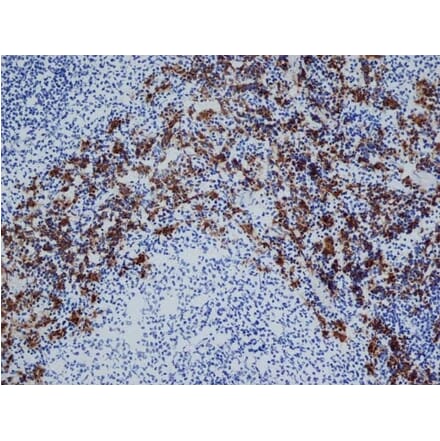 Immunohistochemistry - Anti-CD163 Antibody [ED2] (A280328) - Antibodies.com