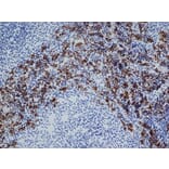 Immunohistochemistry - Anti-CD163 Antibody [ED2] (A280328) - Antibodies.com