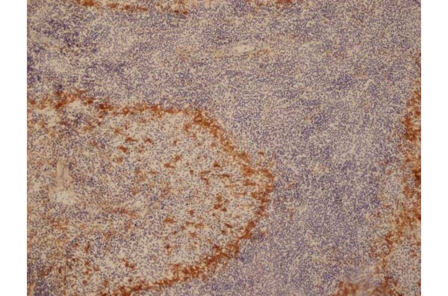 Immunohistochemistry - Anti-Sialoadhesin / CD169 Antibody [ED3] (A280330) - Antibodies.com