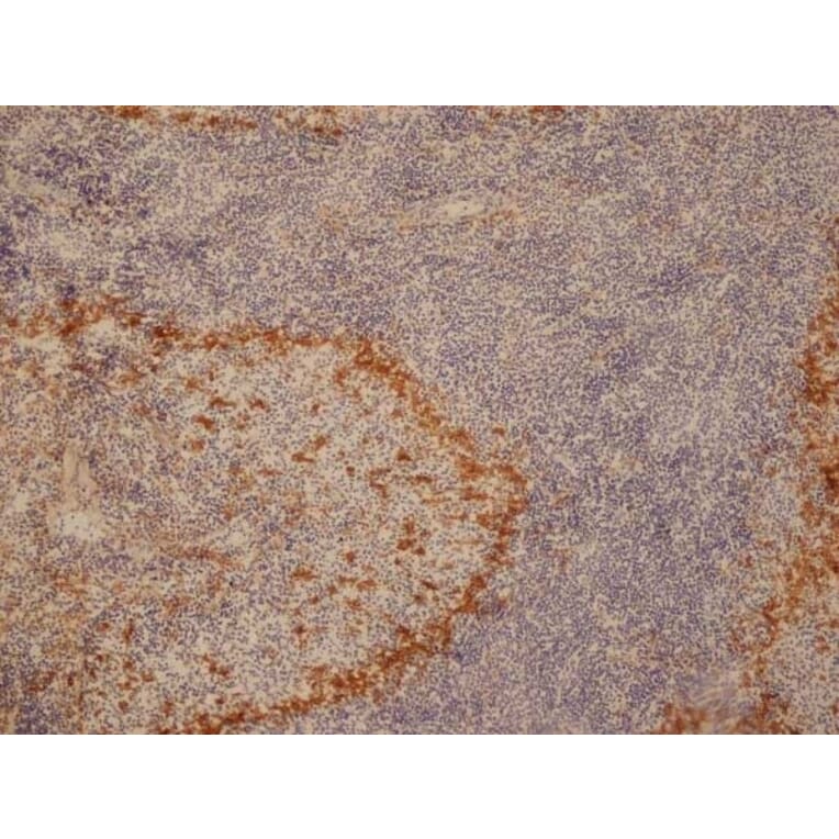 Immunohistochemistry - Anti-Sialoadhesin / CD169 Antibody [ED3] (A280330) - Antibodies.com