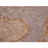 Immunohistochemistry - Anti-Sialoadhesin / CD169 Antibody [ED3] (A280330) - Antibodies.com