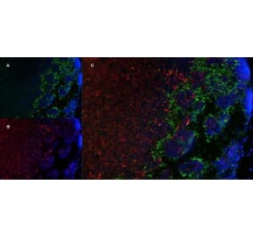 Immunofluorescence  - Anti-MARCO Antibody [ED31] (A280332) - Antibodies.com