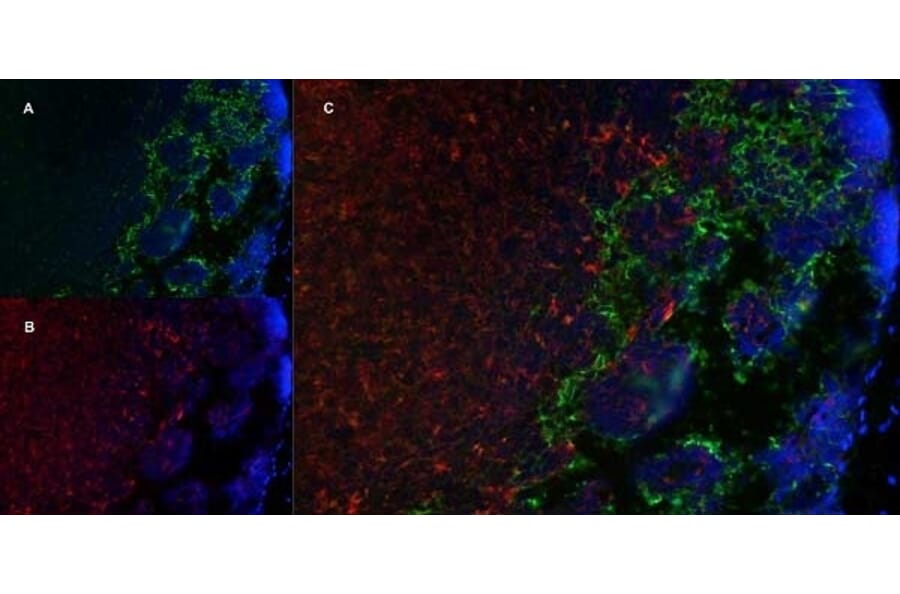 Immunofluorescence  - Anti-MARCO Antibody [ED31] (A280332) - Antibodies.com