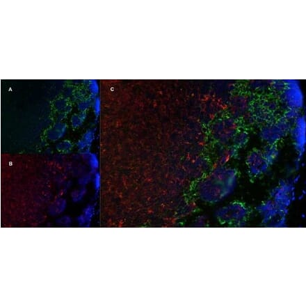 Immunofluorescence  - Anti-MARCO Antibody [ED31] (A280332) - Antibodies.com