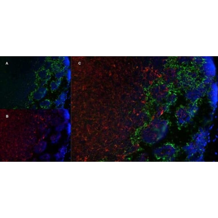 Immunofluorescence  - Anti-MARCO Antibody [ED31] (A280332) - Antibodies.com
