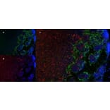 Immunofluorescence  - Anti-MARCO Antibody [ED31] (A280332) - Antibodies.com