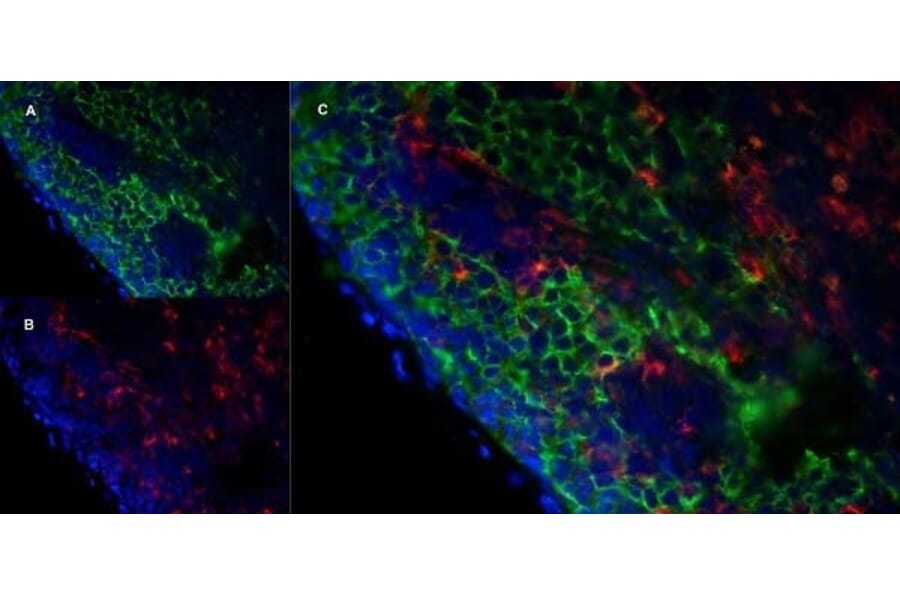Immunofluorescence  - Anti-MARCO Antibody [ED31] (A280332) - Antibodies.com