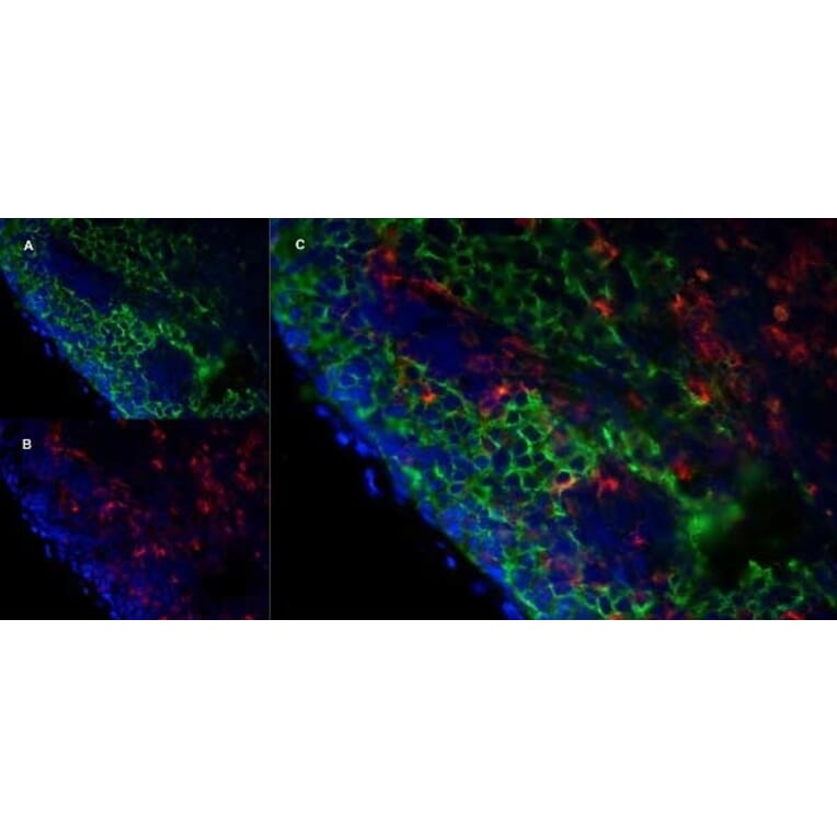 Immunofluorescence  - Anti-MARCO Antibody [ED31] (A280332) - Antibodies.com