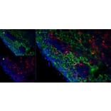 Immunofluorescence  - Anti-MARCO Antibody [ED31] (A280332) - Antibodies.com