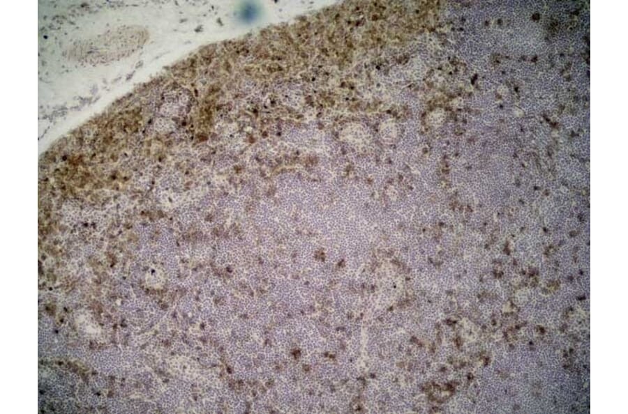 Immunohistochemistry - Anti-CD11b Antibody [ED7] (A280335) - Antibodies.com