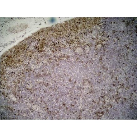 Immunohistochemistry - Anti-CD11b Antibody [ED7] (A280335) - Antibodies.com