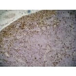 Immunohistochemistry - Anti-CD11b Antibody [ED7] (A280335) - Antibodies.com