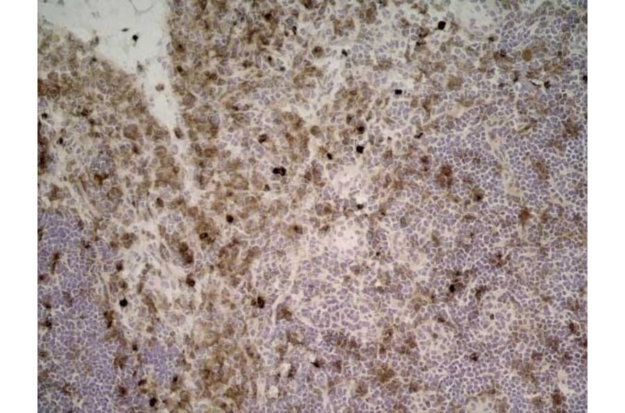 Immunohistochemistry - Anti-CD11b Antibody [ED7] (A280335) - Antibodies.com
