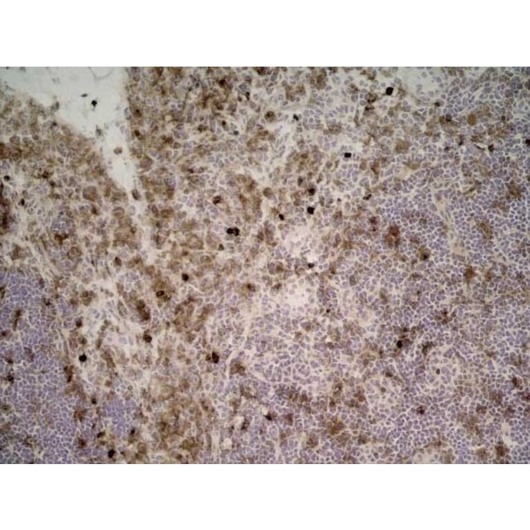 Immunohistochemistry - Anti-CD11b Antibody [ED7] (A280335) - Antibodies.com