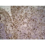 Immunohistochemistry - Anti-CD11b Antibody [ED7] (A280335) - Antibodies.com