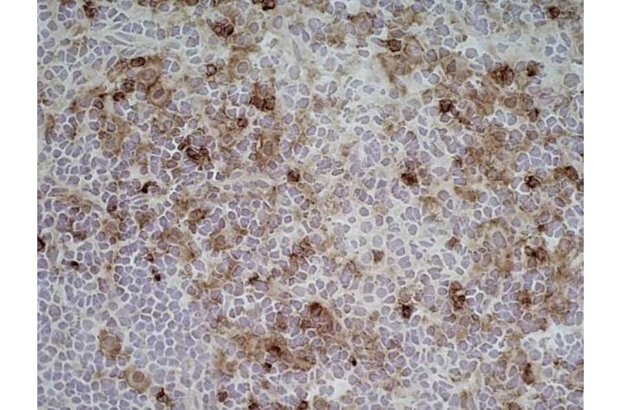 Immunohistochemistry - Anti-CD11b Antibody [ED7] (A280335) - Antibodies.com