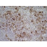 Immunohistochemistry - Anti-CD11b Antibody [ED7] (A280335) - Antibodies.com