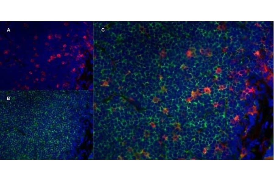 Immunofluorescence  - Anti-CD11b Antibody [ED8] (A280338) - Antibodies.com