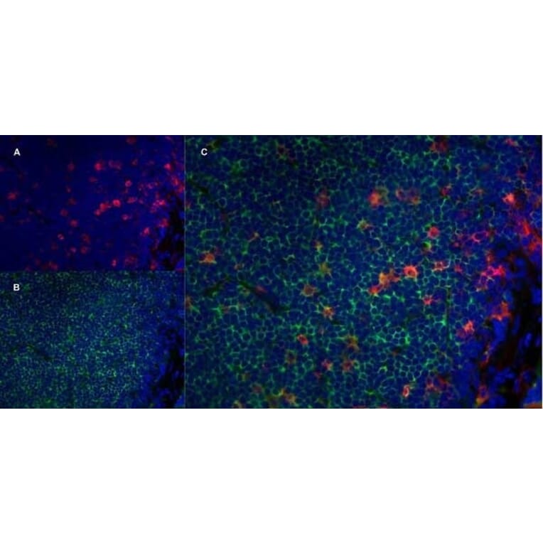 Immunofluorescence  - Anti-CD11b Antibody [ED8] (A280338) - Antibodies.com