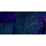 Immunofluorescence  - Anti-CD11b Antibody [ED8] (A280338) - Antibodies.com