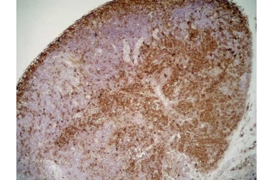 Immunohistochemistry - Anti-CD11b Antibody [ED8] (A280338) - Antibodies.com