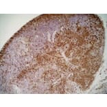 Immunohistochemistry - Anti-CD11b Antibody [ED8] (A280338) - Antibodies.com