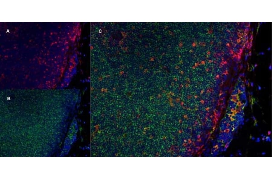 Immunofluorescence  - Anti-CD11b Antibody [ED8] (A280338) - Antibodies.com