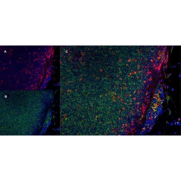 Immunofluorescence  - Anti-CD11b Antibody [ED8] (A280338) - Antibodies.com